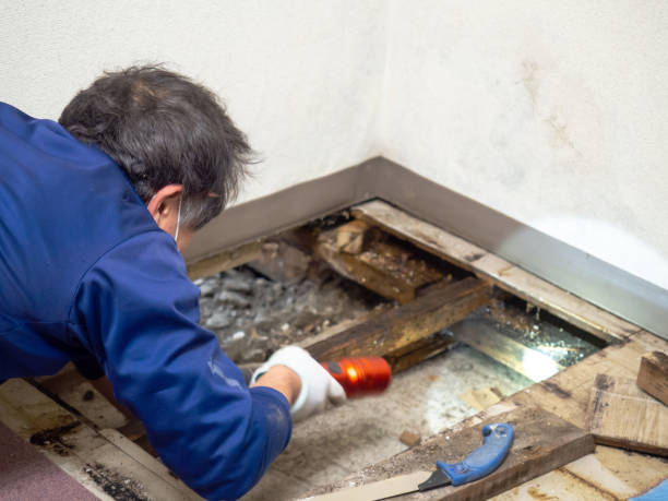 Mold Removal and Inspection in Jefferson, LA