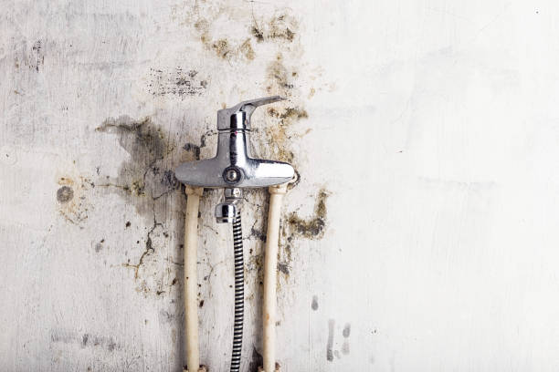 Best Mold Damage Repair  in Jefferson, LA