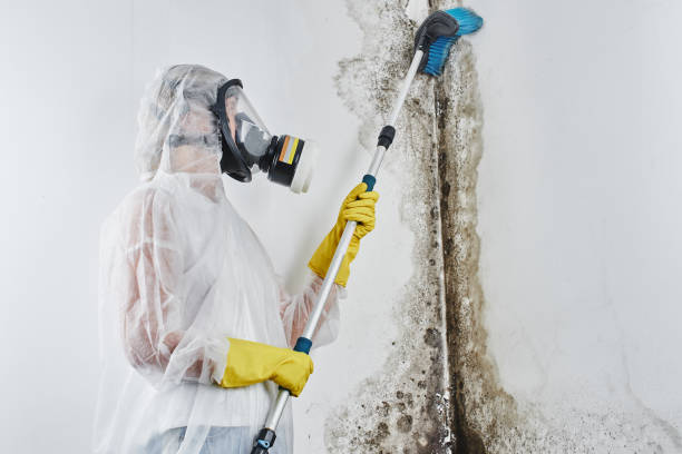 Professional Mold Removal in Jefferson, LA