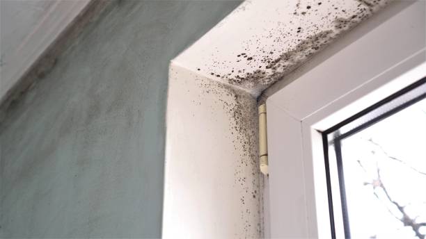 Best Crawl Space Mold Removal  in Jefferson, LA
