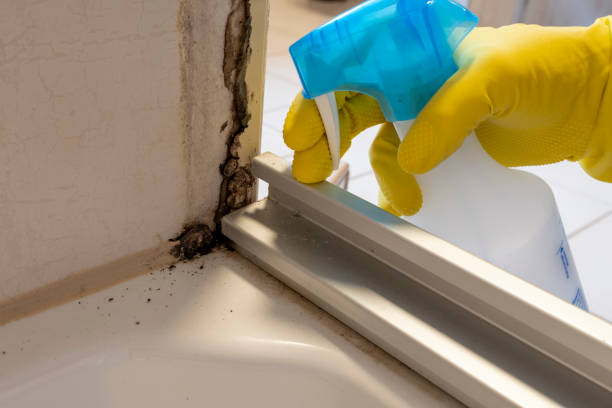Best Mold Inspection  in Jefferson, LA