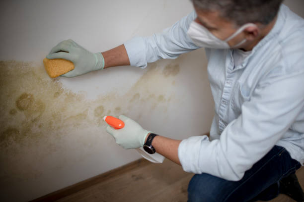 Professional Mold Removal in Jefferson, LA