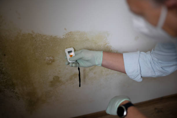 Best Mold Damage Repair  in Jefferson, LA