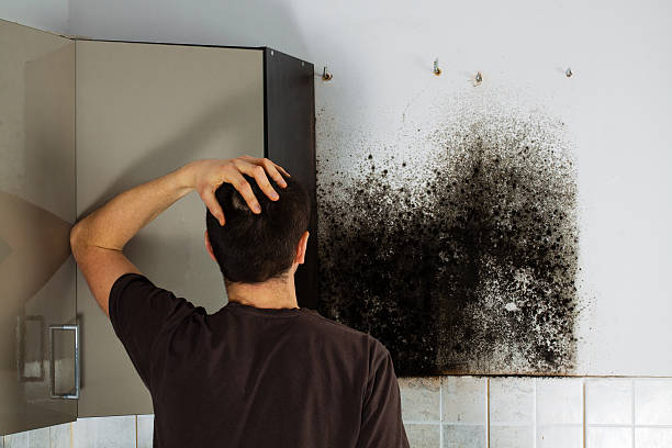 Best Black Mold Removal  in Jefferson, LA