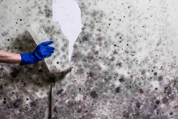 Best Home Mold Removal  in Jefferson, LA